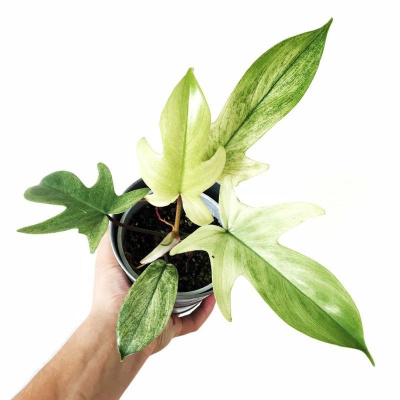 Филодендрон Флорида Призрак